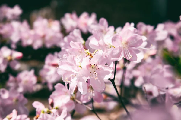 Primavera Flores Cereja Flores Cor Rosa Belo Fundo Delicado Primavera — Fotografia de Stock