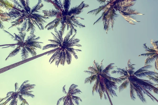 Пальмові дерева на тлі блакитного неба. На малюнку нижче. тропічний бак — стокове фото