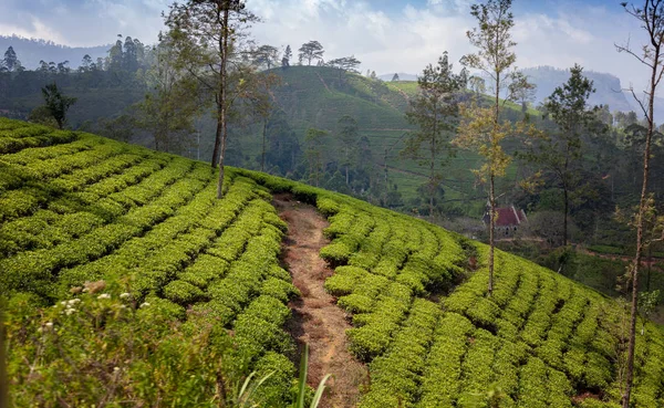 Чайная плантация в окрестностях Нувара Элия, Шри-Ланка. Бо — стоковое фото