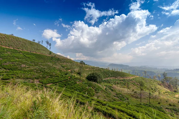 Чайная плантация в окрестностях Нувара Элия, Шри-Ланка. Бо — стоковое фото
