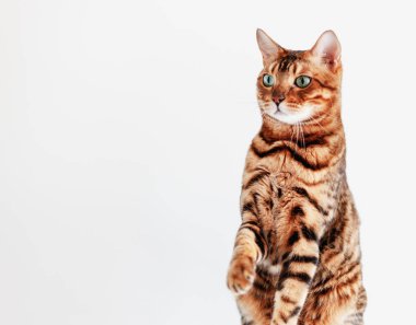Parlak yeşil gözleri ile güzel sevimli Bengal kedi, yükseltilmiş pençe ile beyaz bir arka plan üzerinde oturur