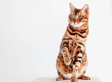 Parlak yeşil gözlü güzel Bengal kedisi, beyaz bir arka plan üzerinde oturur