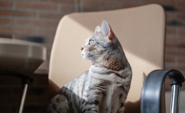 Parlak yeşil gözlü güzel sevimli gri Bengal kedi, kanepede oturan