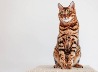 Parlak yeşil gözlü güzel Bengal kedisi, beyaz bir arka plan üzerinde oturur