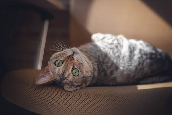 Schöne graue, niedliche Bengalkatze mit leuchtend grünen Augen, die auf der Couch sitzt — Stockfoto