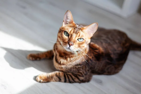 밝은 녹색 눈을 가진 아름다운 빨간 벵골 고양이, 바닥에 앉아 — 스톡 사진