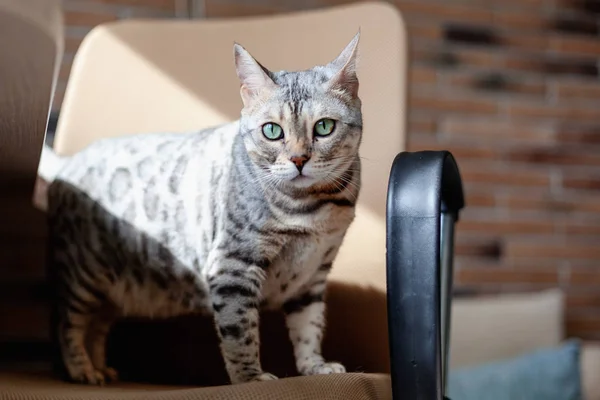 Hermoso gris lindo gato de Bengala con ojos verdes brillantes, sentado en el sofá —  Fotos de Stock