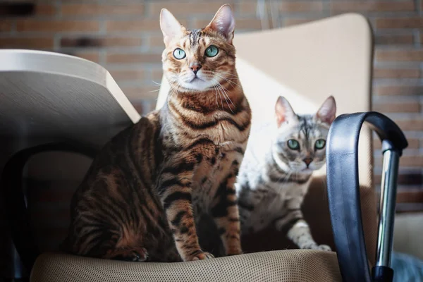 Un par de lindos hermosos gatos de Bengala grises y rojos con ojos verdes brillantes sentados en el sillón . —  Fotos de Stock