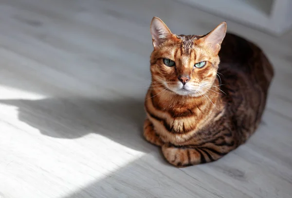 Belo gato Bengala vermelho com olhos verdes brilhantes, sentado no chão — Fotografia de Stock
