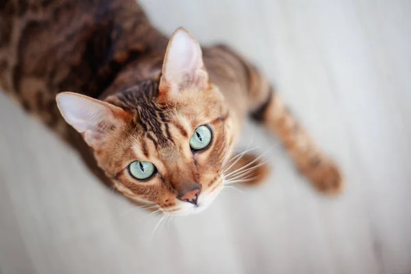 밝은 녹색 눈을 가진 아름다운 빨간 벵골 고양이, 바닥에 앉아 — 스톡 사진