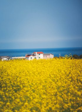 Mavi denizin arka planında sarı kolza tohumu tarlaları. Udo Adası ve Jeju, Güney Kore