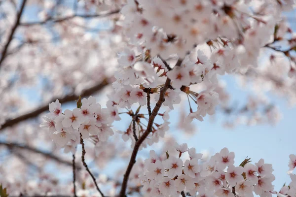 Blommande Sakura träd på en bakgrund av blå himmel, delikat våren naturlig bakgrund textur — Stockfoto