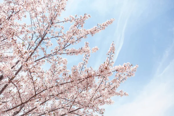 Árbol de sakura en flor sobre un fondo de cielo azul, delicada textura de fondo natural de primavera — Foto de Stock