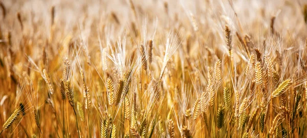 Espiguillas doradas de trigo, hermoso fondo natural y textura, otoño y cosecha — Foto de Stock