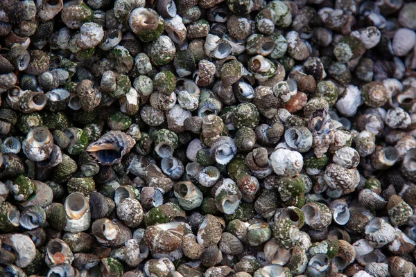 Fundo marinho natural e textura, conchas pequenas, abstrato — Fotografia de Stock