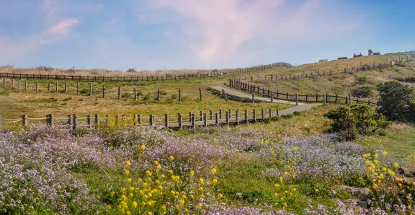 Kirkas kevät maisema, kirkas kukkiva niitty. Udo Island, Etelä-Korean tasavalta — kuvapankkivalokuva