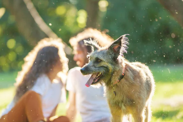 Vacker lurvig hund i sommar parken på bakgrunden av en p — Stockfoto