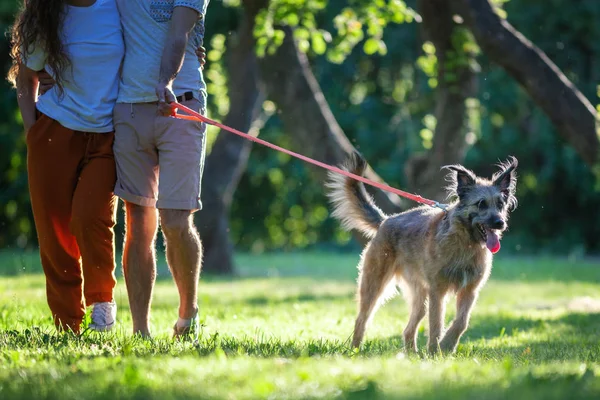 Unga vackra par som går hunden i sommar parken — Stockfoto