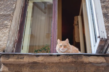 Güzel kırmızı kabarık kedi pencerede oturur ve Str bakıyor