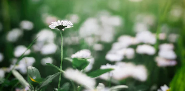 Witte madeliefjes en groen gras, zomer lente natuurlijke achtergrond, — Stockfoto