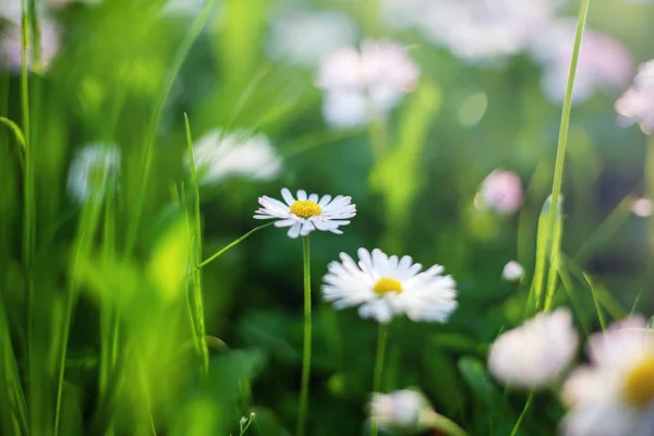 Witte madeliefjes en groen gras, zomer lente natuurlijke achtergrond, — Stockfoto