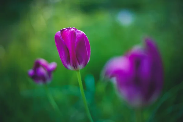 Bright summer spring floral background and texture, bright lilac — Stock Photo, Image