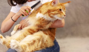 Sahibi bir Maine Coon, güzel bir kırmızı kedi, Evcil hayvan bakımı kat tarıyor