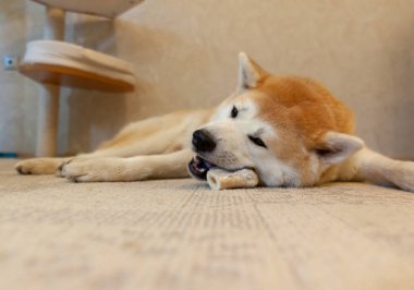 Köpek Akita Inu evin katında yatıyor ve dişler için kemik, beslenme ve bakım kemiriyor