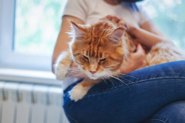 Güzel büyük kabarık kırmızı Maine Coon sahibinin elinde, aşk ve bakım Evcil hayvanlar için