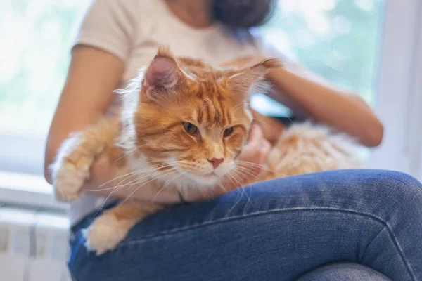 Schöner großer flauschiger roter Maine Coon in den Händen des Besitzers, Liebe und Fürsorge für Haustiere — Stockfoto