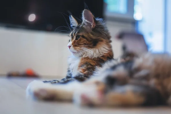 Retrato de un hermoso mullido multicolor Maine Coon gatito —  Fotos de Stock