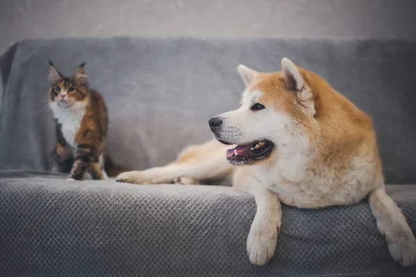 Pies Akita Inu i kot Maine Coon leżą na kanapie w domu, najlepsi przyjaciele, portret rodziny — Zdjęcie stockowe