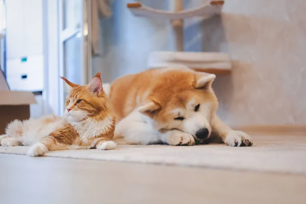 メインクン猫と秋田犬、親友、自宅で床でリラックス。ペットの関係 — ストック写真