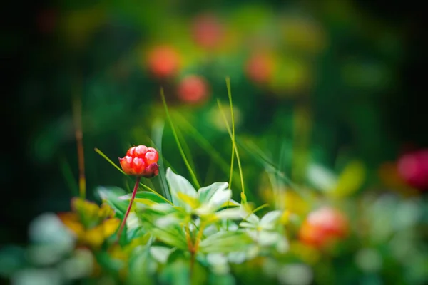 Brillantes hermosas moras en un bosque en Noruega, de cerca, e — Foto de Stock