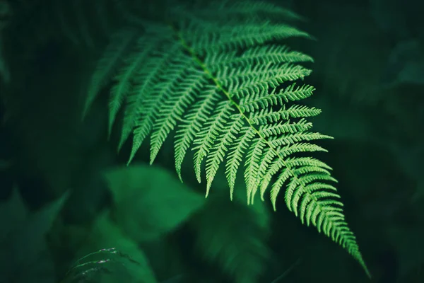 森の中のシダ、葉の質感。抽象的な自然の背景 — ストック写真