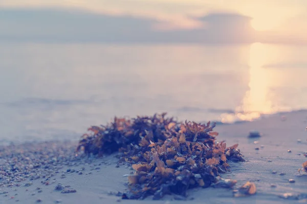 Rode pluizige algen aan de kust bij zonsondergang, natuurlijke achtergrond een — Stockfoto