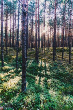 Gün batımında çam ormanı, güneşte ağaç gövdeleri. Doğal arkaplan ve doku
