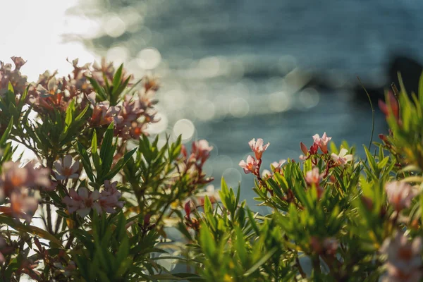 Keř Růžovými Květy Oleandr Strom Proti Moři Západu Slunce — Stock fotografie
