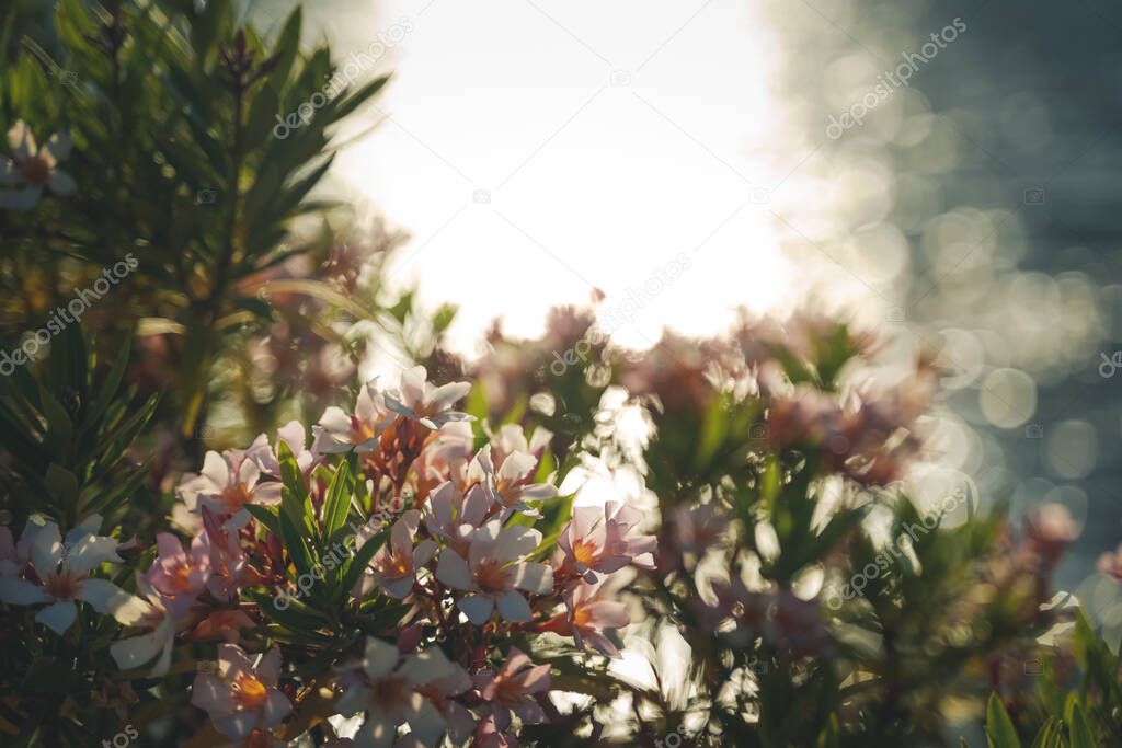 Shrub with pink flowers oleander tree against the sea in the sunset sunlight