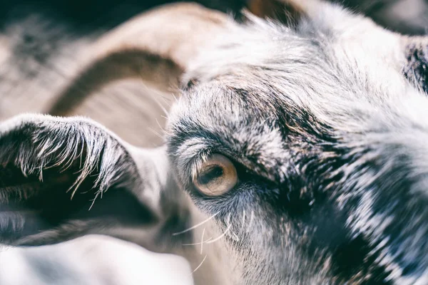 Kozia twarz z bliska, makro ujęcie oka. Koncepcja zwierząt i dzikiej fauny — Zdjęcie stockowe