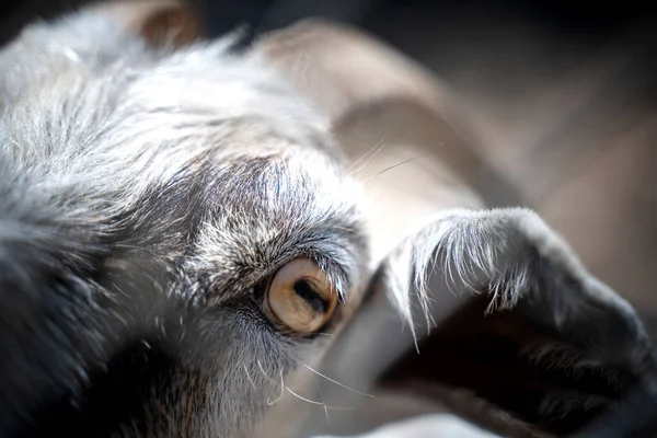 Viso di capra primo piano, macroscatto dell'occhio. Animali e fauna selvatica concetto — Foto Stock