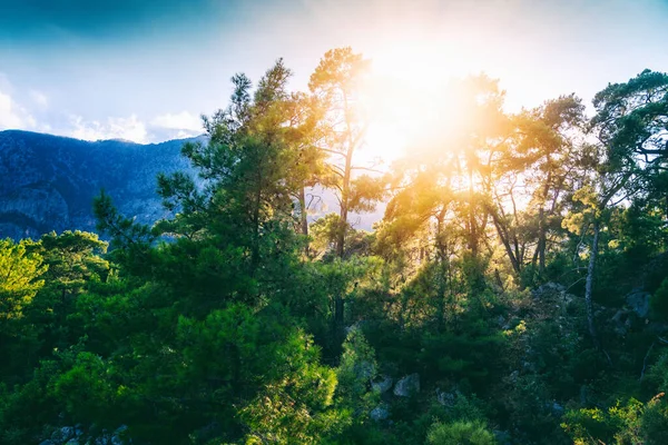 Linda Paisagem Verão Brilhante Montanhas Com Pinhal Pôr Sol Luz — Fotografia de Stock