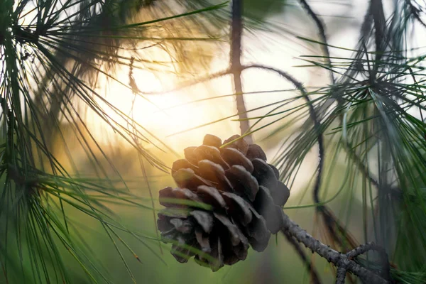 地中海の枝の近くに松のコーン 日没時の森の詳細 — ストック写真
