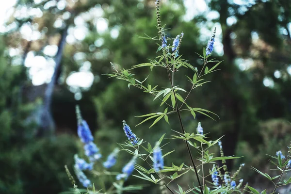 Lilac Modré Divoké Nadýchané Květiny Květinové Povahy Pozadí Textury Retro — Stock fotografie