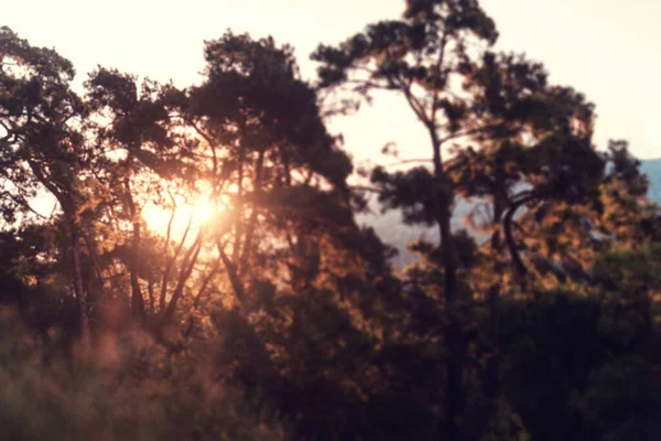 Wazig Beeld Van Een Dennenbos Bij Zonsondergang Abstract Natuurlijke Achtergrond — Stockfoto