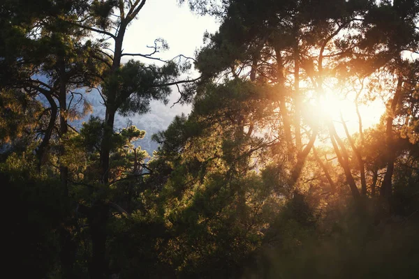 Hermoso Paisaje Verano Brillante Montañas Con Bosque Pinos Atardecer Luz — Foto de Stock