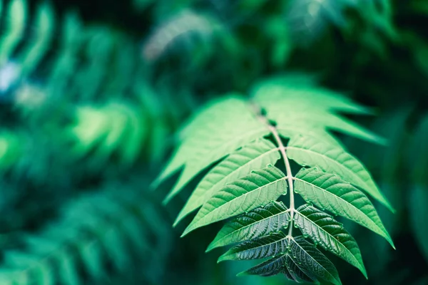 Skogsdetaljer Gröna Blad Gren Makro Skott Med Retro Toning — Stockfoto