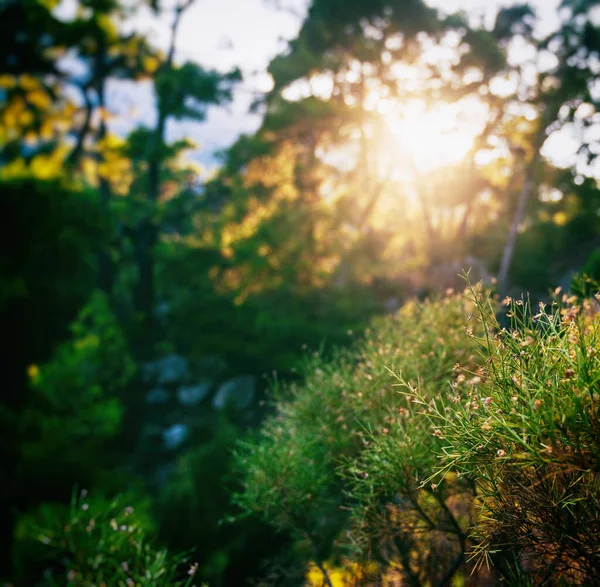 Puesta Sol Vista Puesta Sol Través Árboles Coníferas Hermoso Paisaje — Foto de Stock