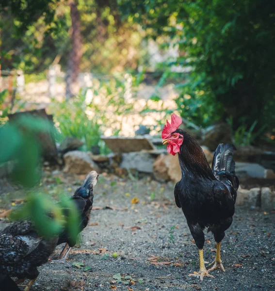 Beautiful Black Rooster Courtyard Country House Rural Life Poultry Farming — Stock Photo, Image