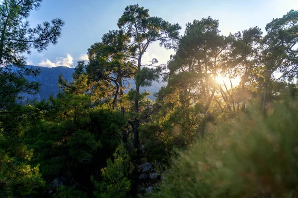 美しい明るい夏の風景 日没時に松林と山 — ストック写真